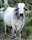 Brahman Bull