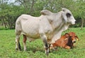 A Brahman Bull and Cow Royalty Free Stock Photo