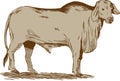 Brahman Bull Drawing Royalty Free Stock Photo