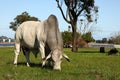 A Brahman bull facing the camera while grazing on a sunny day Royalty Free Stock Photo