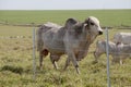 Brahman bull Royalty Free Stock Photo