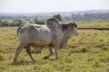 Brahman bull Royalty Free Stock Photo