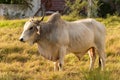 Brahman bull in Martinique Royalty Free Stock Photo