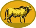 Brahman Bull Oval Retro Royalty Free Stock Photo
