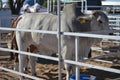 Brahman bull in a steel kraal Royalty Free Stock Photo