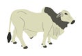 Brahman bull vector illustration isolated on white background. White Brahman cow. Zebu ox. Royalty Free Stock Photo