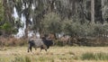 Brahman Bull walking in forest