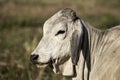 Grey, white, Brahman, cow, bull in Africa Royalty Free Stock Photo