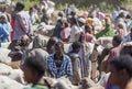 Brahman bull, Zebu and other cattle at one of the largest livestock market in the horn of Africa countries. Babile. Ethiopia. Royalty Free Stock Photo