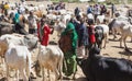 Brahman bull, Zebu and other cattle at one of the largest livestock market in the horn of Africa countries. Babile. Ethiopia.