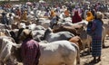 Brahman bull, Zebu and other cattle at one of the largest livestock market in the horn of Africa countries. Babile. Ethiopia. Royalty Free Stock Photo