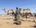 Brahman bull, Zebu and other cattle at one of the largest livestock market in the horn of Africa countries. Babile. Ethiopia. Royalty Free Stock Photo