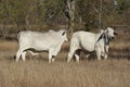 Brahman Bulls on Dry Grass