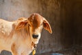 Brahman calves, brown calves, cows, young, walking in a single,indian cow boy Royalty Free Stock Photo