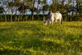 Brahman cattle - Bos Indicus