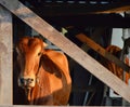 Brahman cattle in byre Royalty Free Stock Photo