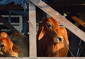 Brahman cattle in byre Royalty Free Stock Photo