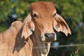 Brahman Cattle close up