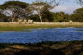 Brahman Cattle and Egrets 840926