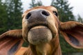 Brahman Cattle Facial Closeup