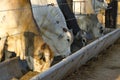 Brahman cattle feeeding in pallet inside the feedlot range Royalty Free Stock Photo