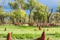 Brahman cattle grazing in the Australian outback