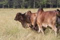 Brahman Cattle grazing