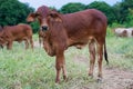 Brahman cattle in a green field Royalty Free Stock Photo