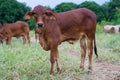 Brahman cattle in a green field