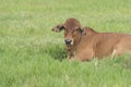 Brahman cattle in a green field.American Brahman Cow Cattle Grazing on Grass on the Farm Closeup Royalty Free Stock Photo