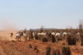 Brahman cattle Royalty Free Stock Photo