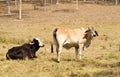Brahman Cattle Two Cows on farm
