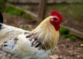 Brahman Chicken (South Asian Breed) - Originates in India & Pakistan