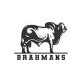 Brahman cow logo, vector logo. Royalty Free Stock Photo