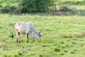 Brahman cow in Martinique