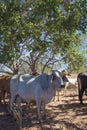 Brahman Cow in Shade Royalty Free Stock Photo