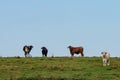 Brahman cows on a ridge