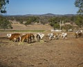 Brahman cross cattle