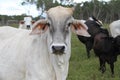 Brahman cross cow looking straight ahead with cattle in background