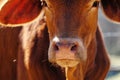 Brahman crossbred calf closeup of face