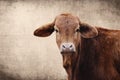 Brahman crossbred heifer calf