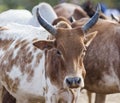 Brahman (or Zebu) bulls get prepared for bull jumping ceremony. Turmi, Omo Valley, Ethiopia.