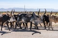 Brahman or Zebu bulls on the road to Gheralta in Tigray, Ethiopia