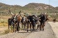 Brahman or Zebu bulls on the road to Gheralta in Tigray, Ethiopia