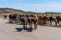 Brahman or Zebu bulls on the road to Gheralta in Tigray, Ethiopia