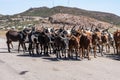 Brahman or Zebu bulls on the road to Gheralta in Tigray, Ethiopia