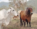 Brahman zebu cattle