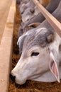 Brahmans at a feeding pen Royalty Free Stock Photo