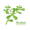 Brahmi Bacopa monnieri is one of the medicinal plants in Ayurvedic medicine. Royalty Free Stock Photo