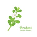 Brahmi Bacopa monnieri is one of the medicinal plants in Ayurvedic medicine. Royalty Free Stock Photo